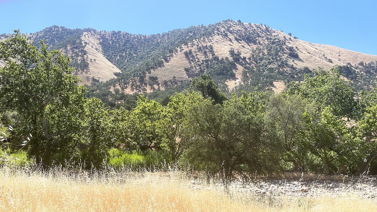 Sycamore woodland in Tulare County near Farmersville