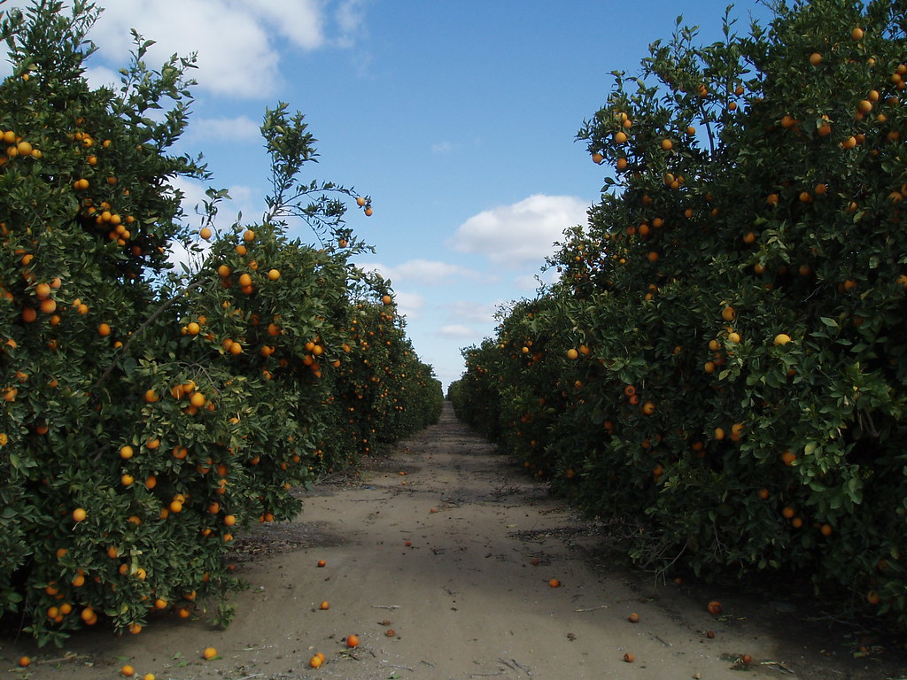 Citrus grove near Lindsay, California